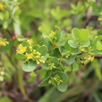 <i>Wikstroemia indica</i>  (L.) C.A.Mey.